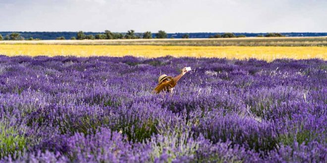 Lavanda de Brihuega