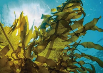 Científicos desarrollan biolpástico con algas marinas