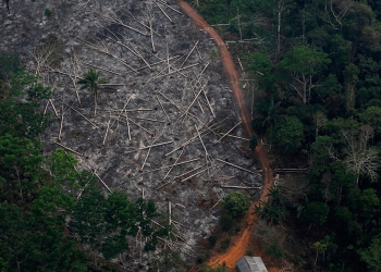 Las selvas brasileras se encuentran en peligro por terrible deforestación.