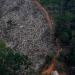 Las selvas brasileras se encuentran en peligro por terrible deforestación.