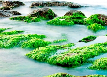 Las investigaciones sobre las algas marinas podrían derivar en grandes avances contra la contaminación.