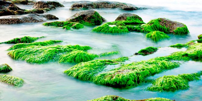 Bolsas de plástico fabricadas con algas marinas? Una bacteria lo