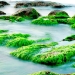 Las investigaciones sobre las algas marinas podrían derivar en grandes avances contra la contaminación.