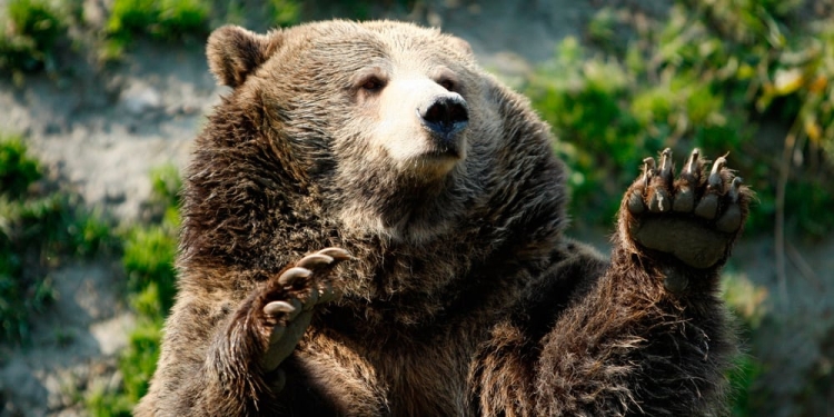 Una nueva investigación determinó una nueva faceta de los osos.