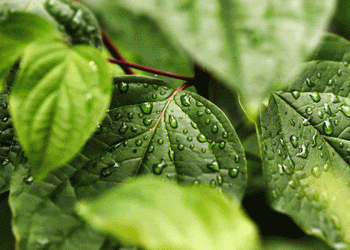 El estudio  por primera vez identifica un importante proceso fotosintético que permite a las plantas dividir el agua.