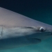 80 especies de tiburones y rayas del Mediterráneo están amenazadas