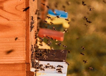 ¿Qué pasaría si desaparecen las abejas?