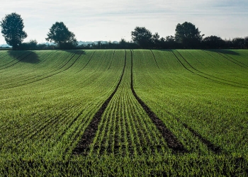 Economía Verde, una iniciativa para salvar el medio ambiente