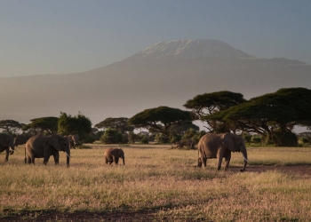 Día Mundial de los Animales