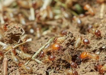 Las termitas tienen un enorme poder devastador que,no obstante, pueden ayudar a combatir el cambio climático
