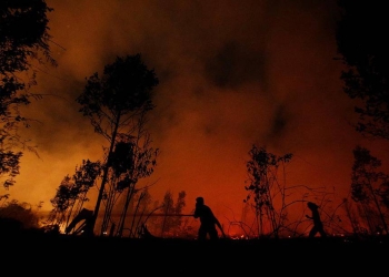 Los incendios forestales en el mundo generan en 2019 un total de CO2 equivalente a 19 veces las emisiones totales de España en un año