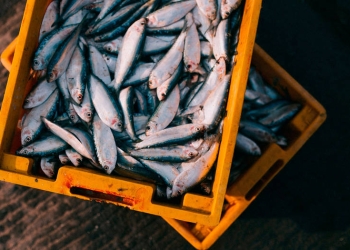 Las cuotas de pesca acordadas se mantendrán vigentes durante todo el 2020