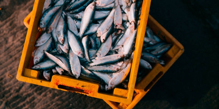Las cuotas de pesca acordadas se mantendrán vigentes durante todo el 2020