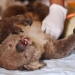 Los veterinarios y voluntarios tratan a los koalas en Kangaroo Island Wildlife Park en Kangaroo Island, suroeste de Adelaida, Australia, 10 de enero de 2020. Foto: David Mariuz