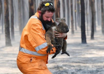 Un rescatista de vida salvaje, Simon Adamczyk, con un koala en un bosque en llamas cerca del cabo Borda en la isla Canguro, al suroeste de Adelaida, Australia. 7 de enero de 2020.