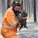 Un rescatista de vida salvaje, Simon Adamczyk, con un koala en un bosque en llamas cerca del cabo Borda en la isla Canguro, al suroeste de Adelaida, Australia. 7 de enero de 2020.