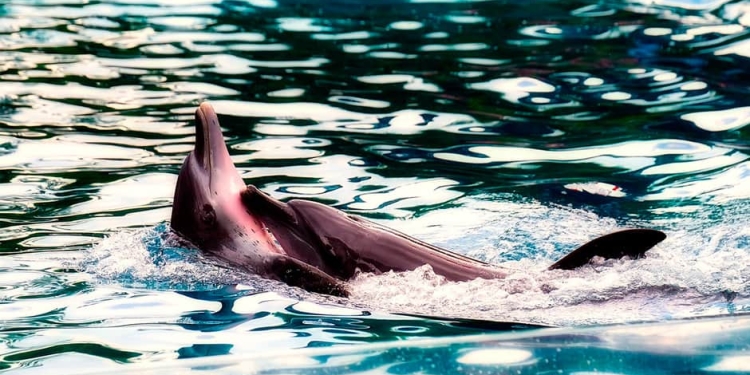 Al igual que en la cuenca del Amazonas, el delfín rosado también habita la cuenca alta del río Madeira en Bolivia y la cuenca del Orinoco/Pixabay/Foto referencial