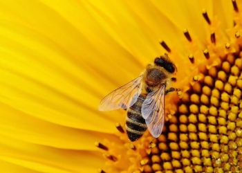 Las abejas son capaces