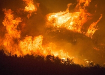 La babosa rosada sobrevivió a los incendios en Australia