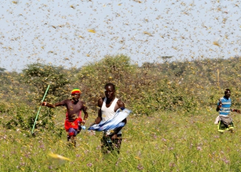 infestación de langostas