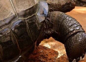 La tortuga más grande del planeta