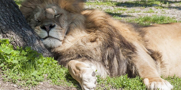 León del Safari Park de Pombia (Italia). Las medidas de confinamiento dificultan las tareas de atención y alimentación de los animales del zoo..