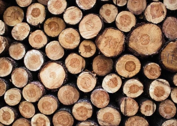 Brasil exportó madera