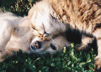 Perros y gatos