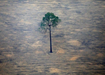 Selva amazónica colapsará