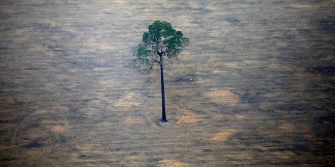 Selva amazónica colapsará