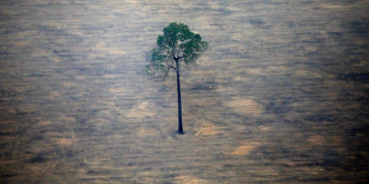 Selva amazónica colapsará