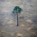 Selva amazónica colapsará