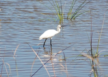 Parque Doñana