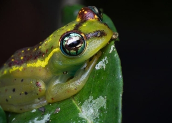 Un estudio reveló la estrecha relación entre las altas temperaturas y la extinción de especies. La rana de Madagascar podría estar en peligro de desaparecer.