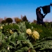 La falta de personal para recolectar las frutas y hortalizas ocasionaría un descenso en la producción / TW: @La_COAG