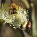 Descubren extraña abeja