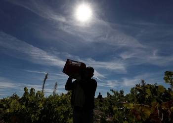 Un trabajador temporal de Bulgaria lleva una caja de uvas durante la cosecha en Moradillo de Roa, en el centro de España, el 2 de octubre de 2018. REUTERS / Sergio Perez