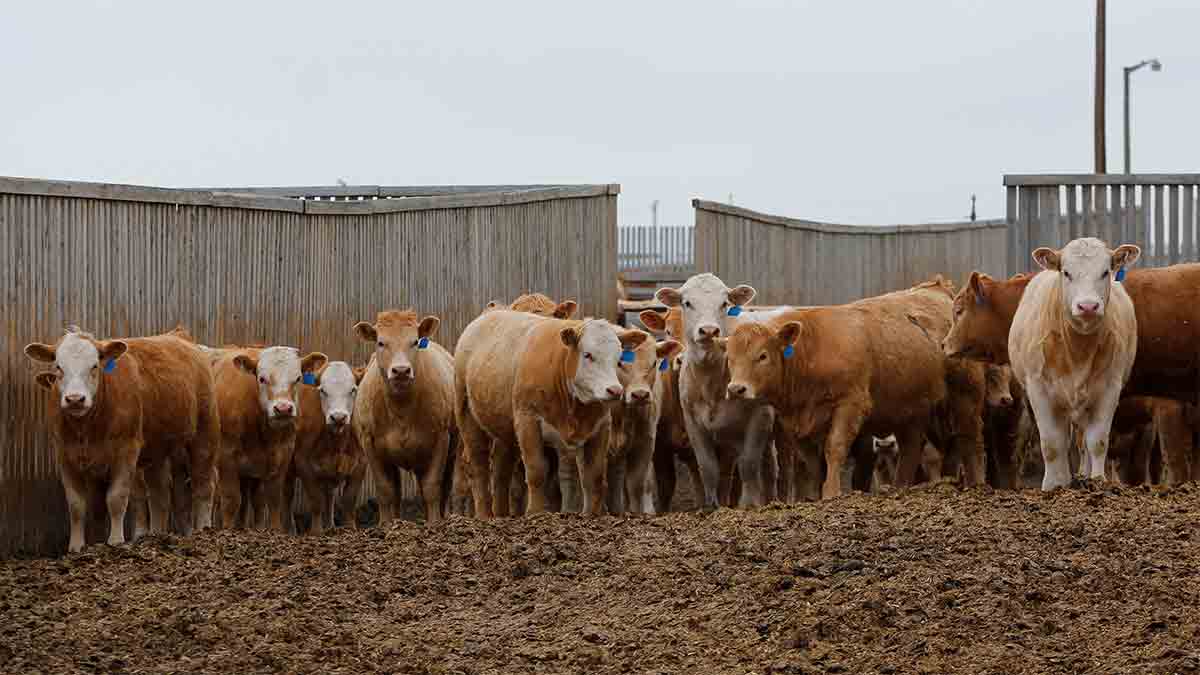 Generalidades De La Ganaderia Bovina Regiones De Topografia Clinica Images