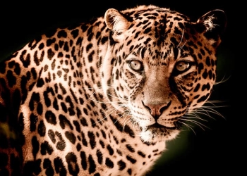 El jaguar es el mayor félido de América y se encuentra distribuido a lo largo de todo el continente