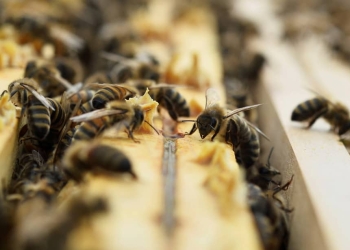 amenazas para la biodiversidad