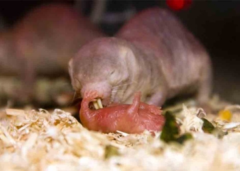 Una rata topo lamipiña cuidando a su cría. Imagen: Facebook de la Revista National Geographic en español