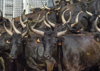 Ganaderos de bous al carrer: Compromís obliga a sacrificar 6.000 reses
