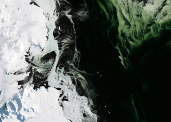 La Antártida se tiñe de verde por el cambio climático