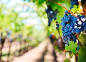 Industria del vino podría perder cosecha