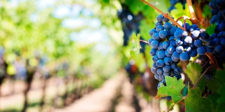 Industria del vino podría perder cosecha