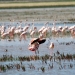 Biodiversidad en España_1