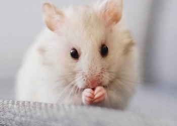 COVER-WEB-descubren-como-inducir-la-hibernacion-en-los-ratones
