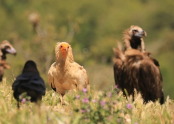 de la biodiversidad