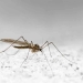 Proteínas-de-la-saliva-de-mosquito_2