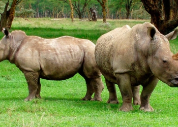 Rinoceronte, una especie víctima de la caza furtiva / Pixabay